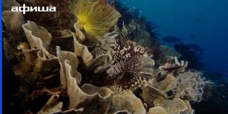 На глубине морской 3D кадры