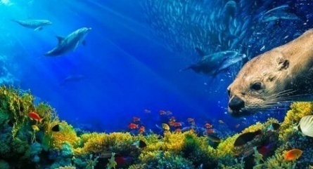 Наша Земля: Наши океаны 3D кадры Наша Земля: Наши океаны 3D кадры
