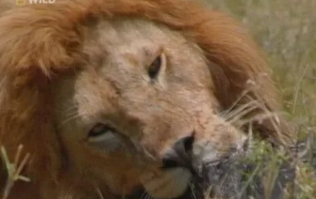 National Geographic: Самые опасные животные кадры