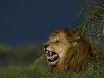 National Geographic: Самые опасные животные кадры