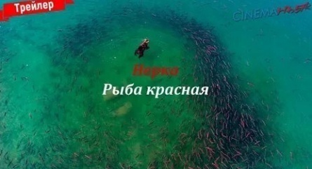 Нерка. Рыба красная кадры Нерка. Рыба красная кадры