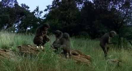 Одиссея первобытного человека кадры