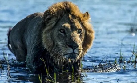 Окаванго: Река мечты кадры