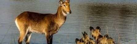 Окаванго: Река мечты кадры