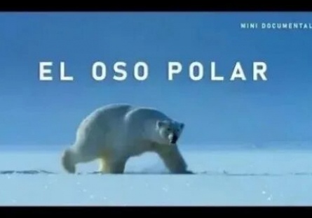 Oso Polar кадры Oso Polar кадры