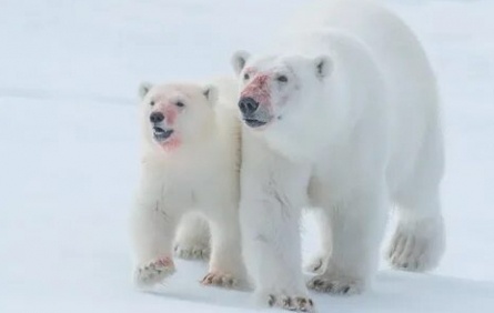 Oso Polar кадры Oso Polar кадры