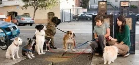 Отель для собак кадры