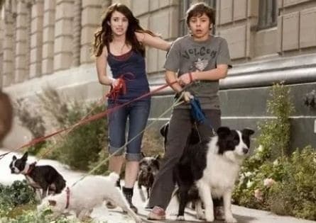 Отель для собак кадры