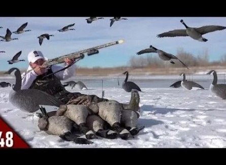 Охота на гусей в Шотландии кадры