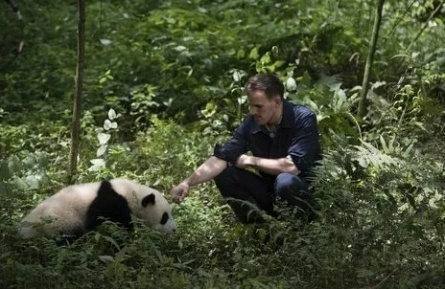 Панда 3D кадры