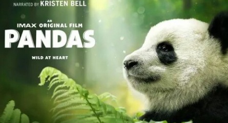 Панда 3D кадры