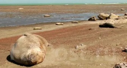 Патагония 3D: По следам Дарвина кадры