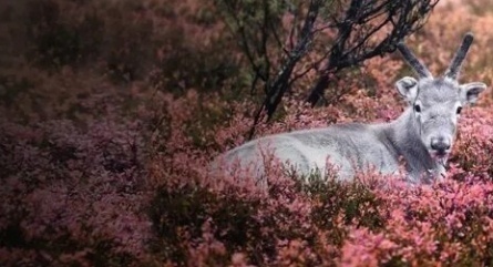 Приключения олененка кадры Приключения олененка кадры