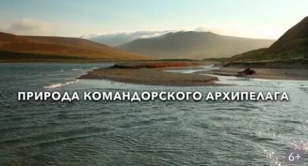 Природа Командорского архипелага кадры Природа Командорского архипелага кадры