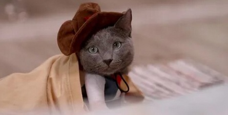 Привет, кот кадры Привет, кот кадры