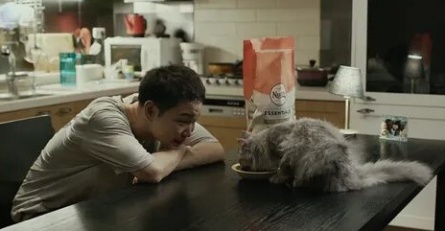 Привет, кот кадры Привет, кот кадры