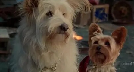 Pup Star: Better 2Gether кадры Pup Star: Better 2Gether кадры