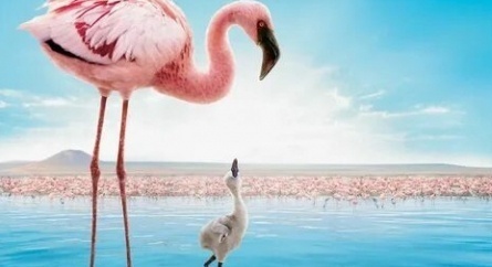 Пурпурные крылья: Тайна фламинго кадры