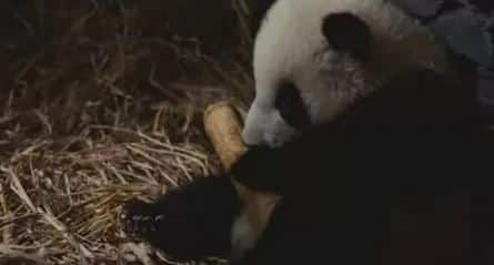 Путь панды кадры Путь панды кадры