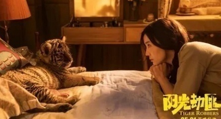 Роттердамские Тигры нашли своих обладателей кадры