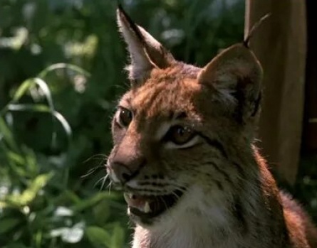 Рысь выходит на тропу кадры