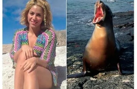 Шакира стала жертвой морского льва кадры