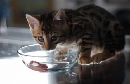 Симпатичные котята и щенки кадры