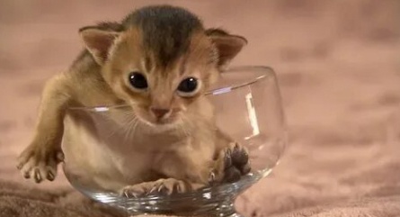 Симпатичные котята и щенки кадры