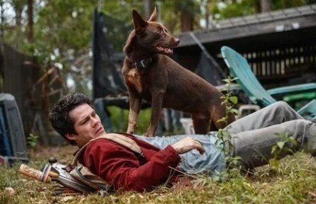 Собаки и мы кадры