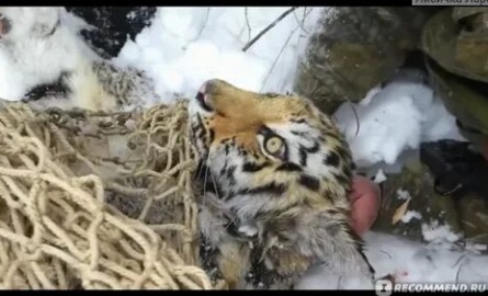 Спасти тигра кадры