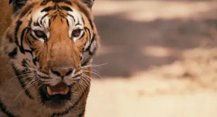 Спасти тигра кадры