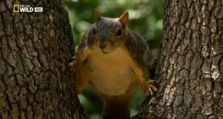 Супер белки кадры