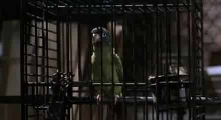 Свободу попугаю! кадры