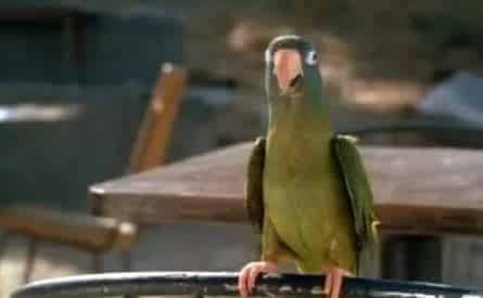 Свободу попугаю! кадры