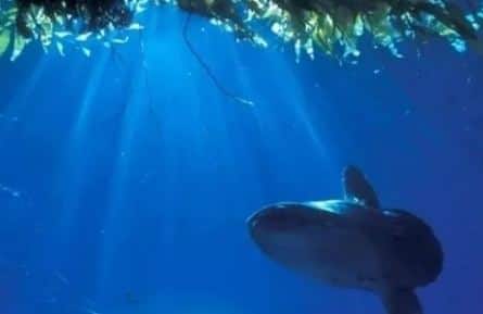 Тайны подводного мира кадры