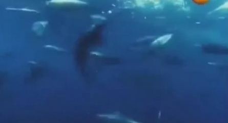 Тайны подводного мира кадры