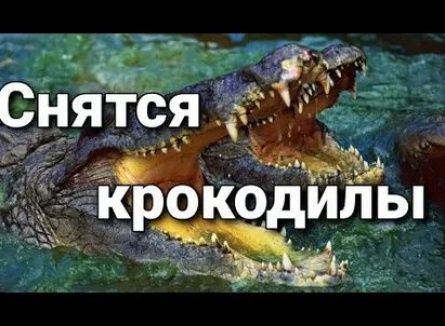 Толкование снов - если приснился крокодил кадры Толкование снов - если приснился крокодил кадры