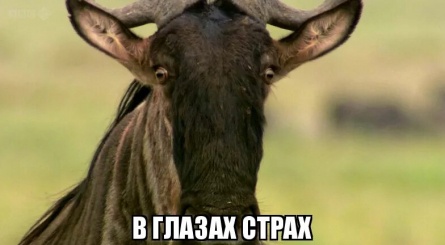 Trek: Spy on the Wildebeest кадры Trek: Spy on the Wildebeest кадры