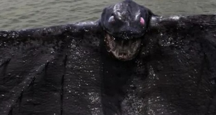 Твари Берингова моря кадры Твари Берингова моря кадры