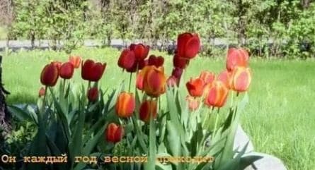 Тюльпан кадры Тюльпан кадры