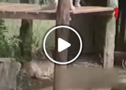 Улетные животные кадры Улетные животные кадры
