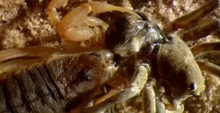 Войны жуков-гигантов кадры