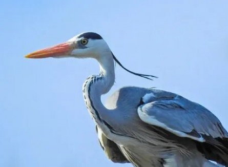 Волжская колония серых цапель кадры