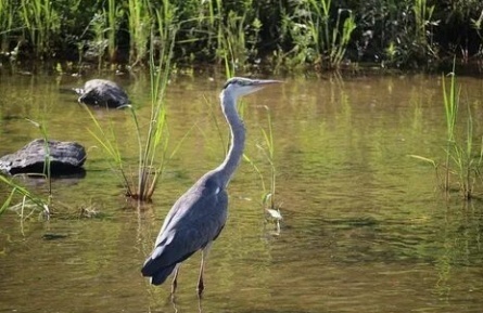 Волжская колония серых цапель кадры