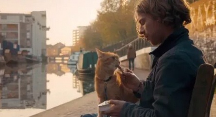 Всем по котику кадры