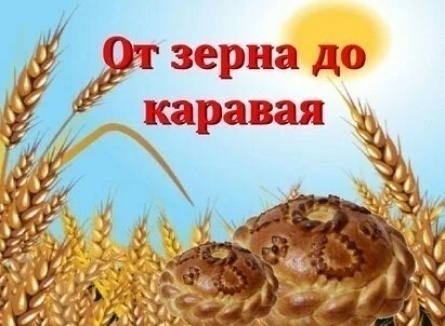 Хлеб от зерна до каравая кадры