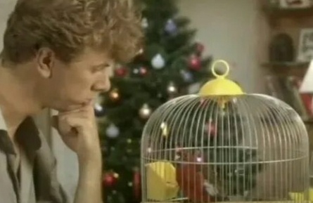 Ёлка, кролик, попугай кадры