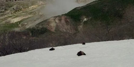 Земля медведей кадры Земля медведей кадры