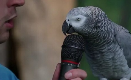 Жако кадры Жако кадры