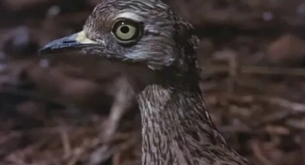 Животные — прекрасные люди кадры